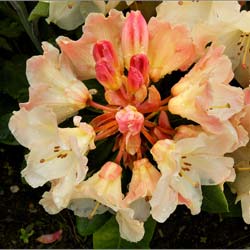 Rhododendron yellow, 'Horizon Monarch'